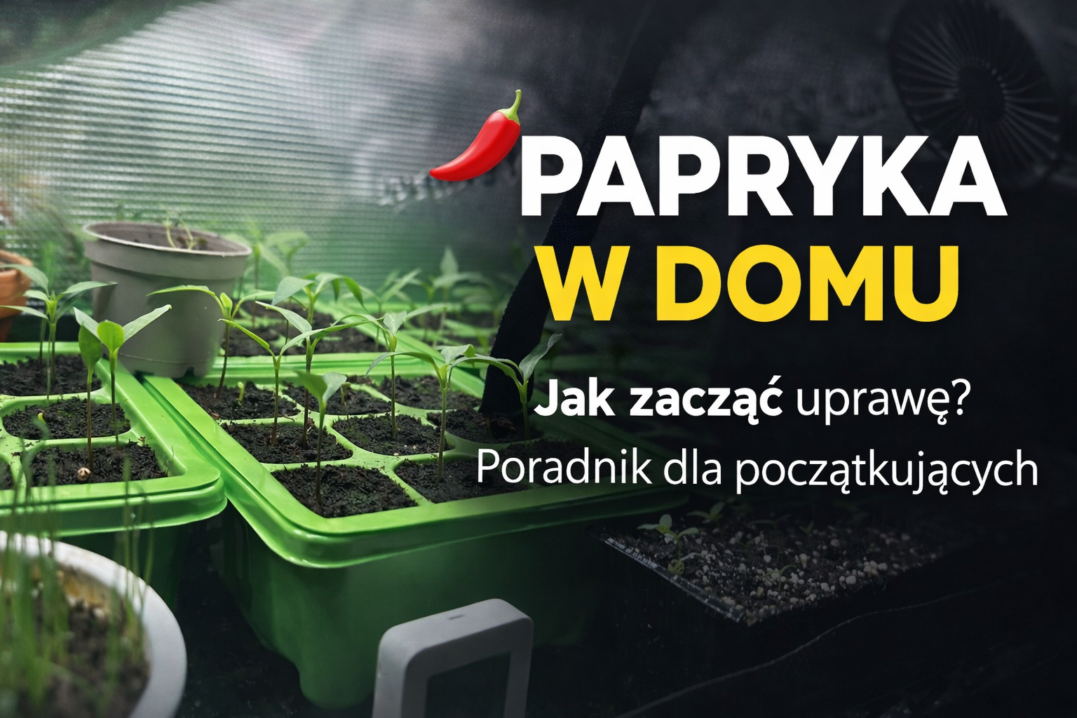 Jak zacząć uprawę papryki w domu — poradnik dla początkujących